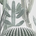 Poster Cactarium 1 - cactus, warm green and light grey background