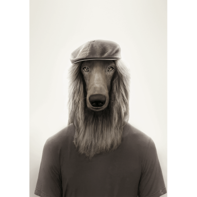 Brit Afghan Greyhound model - dog created in humanized animal portrait to decorate living room walls. Lokoloko