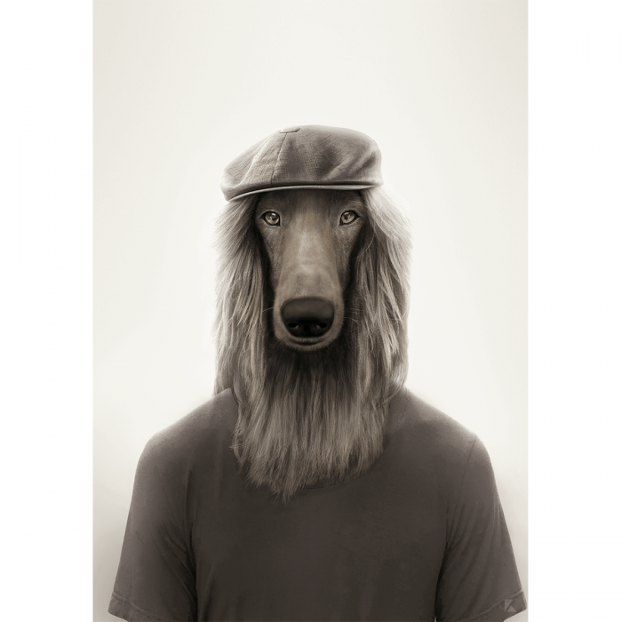 Modelo Galgo Afgano Brit - perro creado en retrato de animal humanizado para decorar paredes salones. Lokoloko