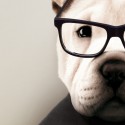 Shar Pei Model  - dog created in humanized animal portrait to decorate living room walls. Lokoloko