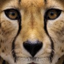 Cheetah Model