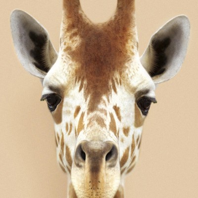 Giraffe Model-Washable-poster-for-exterior-interior-dog-decoration-fun-original-modern-style-lokoloko