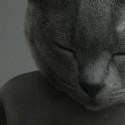 Chartreux cat model-poster-washable-high-quality-for-interior-exterior-decoration-modern-original-lokoloko