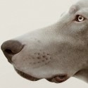 Weimaraner dog model-poster-elegant-washable-for-walls-in-interior-exterior-decoration-modern-lokoloko